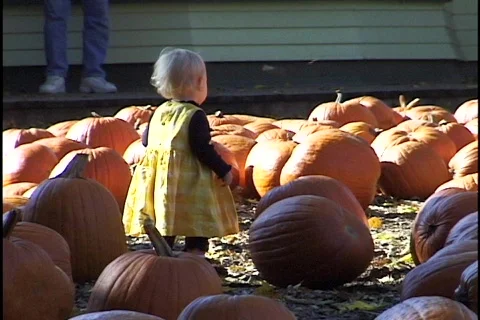 Little Girl in Pumpkin Patch Stock-Footage 297855