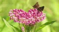 Little Glassywing (Pompeius verna) Skippers on Swamp Milkweed HD Footage