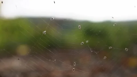 Little gnats caught in the web. Stock Footage 253336270