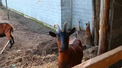 Little Goat close Up Stock Footage 123294902