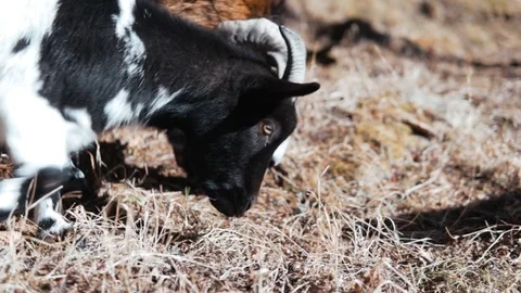 A little goat eats grass in a mountain valley Stock Footage 104732045