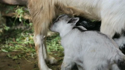 Little goat eats milk Stock Footage 92812783