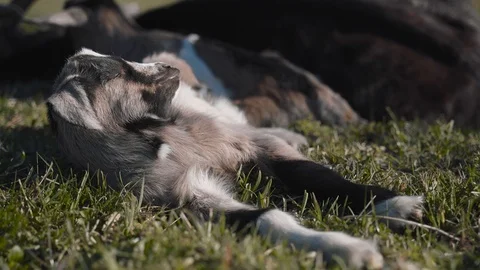Little goat sunbathing and napping Stock Footage 105476879
