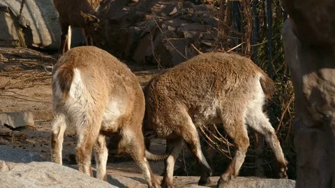 Little goats are horny Stock Footage
