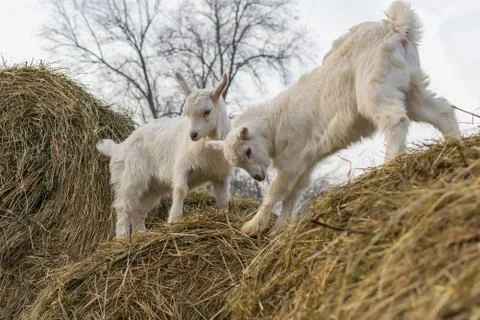 Little goats stand on top of a haystack Stock Photos