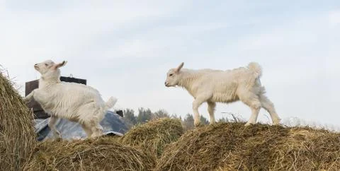 Little goats stand on top of a haystack Stock Photos