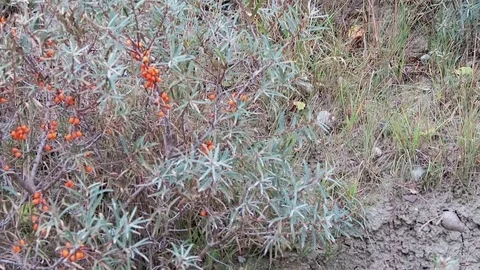 Little  goldcrest (Regulus regulus) bird in sea buckthorn bush. 스톡 동영상 69804116
