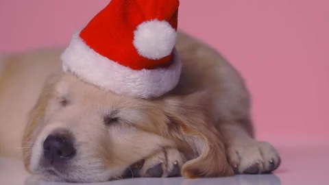 little golden retriever dog lying down Stock Video Pond5