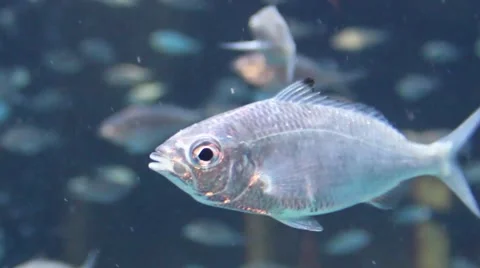 Little goldfish Stock Footage 52349492