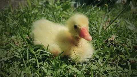 A little goose. Stock Footage 246637052