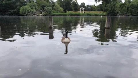 Little goose on the river Stock Footage 156327124