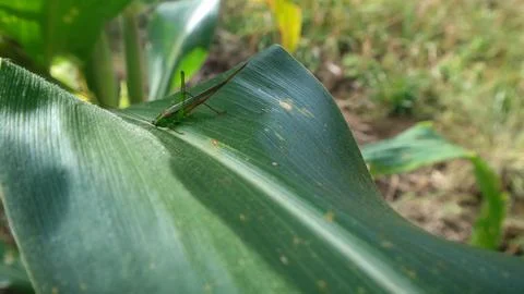A little grasshopper on a corn leaf Stock Photos
