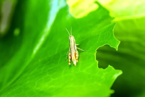 Little Grasshopper on a leaf Stock Photos