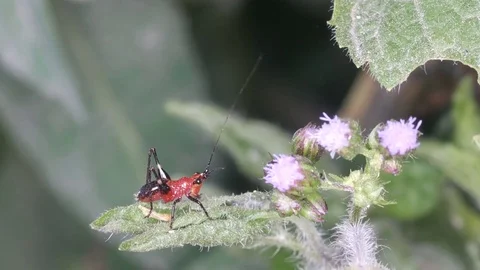 Little grasshopper resting in the evening Stock Footage 83552483