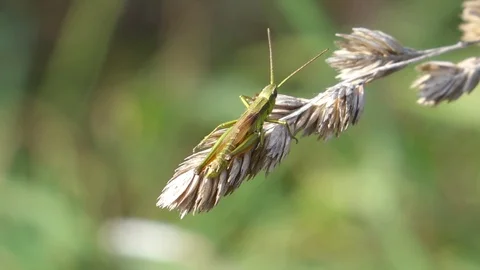 Little Grasshopper Song Stock Footage 102744802