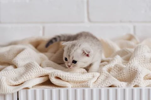 A little gray British kitten on a white blanket Stock Photos