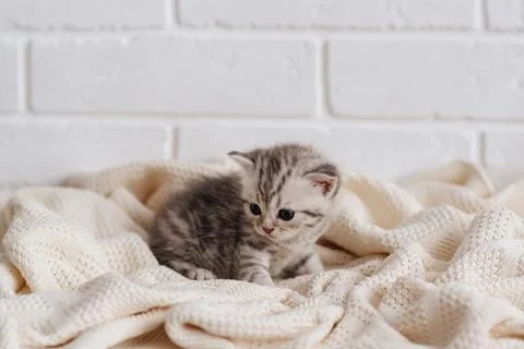 A little gray British kitten on a white blanket Stock Photos