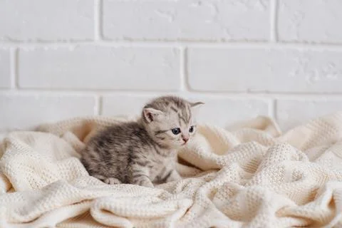 A little gray British kitten on a white blanket Stock Photos
