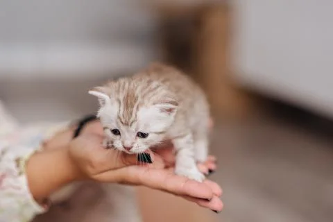 A little gray British kitten on a white blanket Stock Photos
