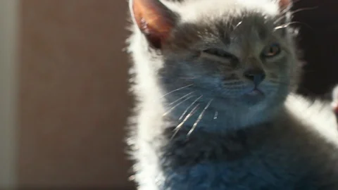 Little gray cat Stock Footage 95842427