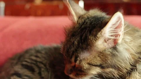 Little gray cat Stock Footage 260722028