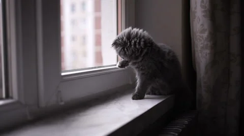 Little gray cat playing on the windowsill Stock-Footage 57939721