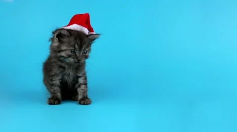 Little gray cat in red Santa Claus hat yawns, waiting for Christmas eve Vídeos de archivo 67657930