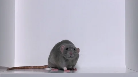 Little gray dumbo rat washes his paws Stock Video Pond5