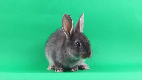 Little gray fluffy rabbit sits on a green chromakey background. Easter bunny Stock Footage 146936727