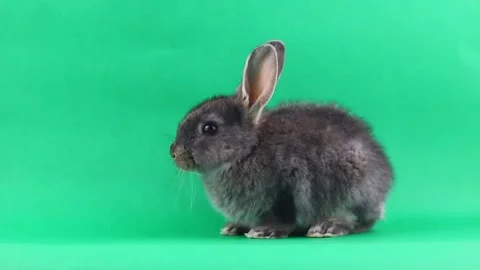 Little gray fluffy rabbit sits on a green chromakey background. Easter bunny Stock Footage 148360418