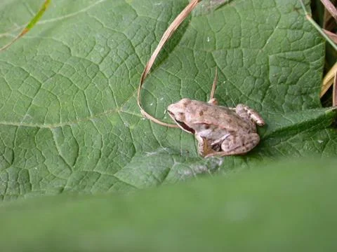 Little gray frog Stock Photos