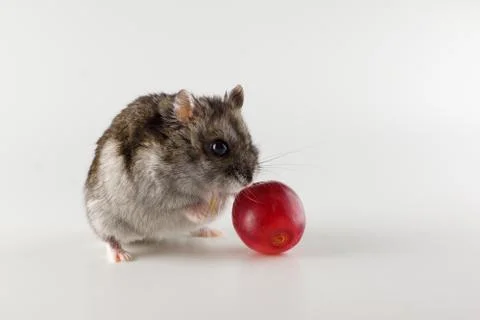 Little gray hamster eats isolated on white background Stock Photos