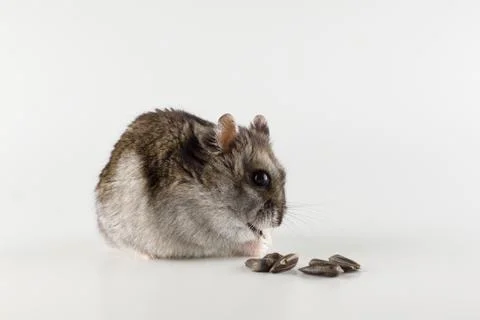 Little gray hamster eats isolated on white background Stock Photos