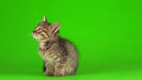 Little gray kitten kitty plays on a green screen background. Stock Footage
