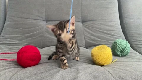 Little gray kitten plays Stock Footage 238602003