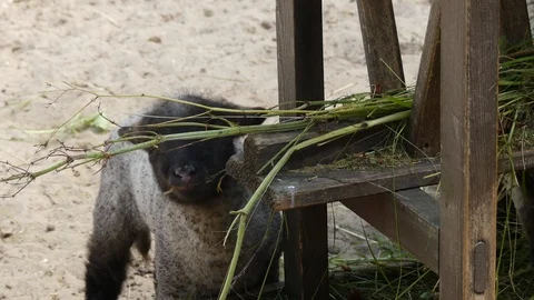 Little gray lamb eats grass near the pasture. Stock Footage 114310518