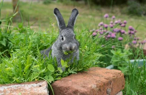 Little gray rabbit Stock Photos