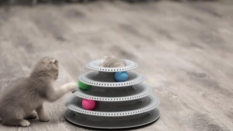 Little gray scottish fold kitten playing with balls Stock Footage 248599665