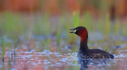 Little Grebe bird mating call in spring Stock Footage 68821954