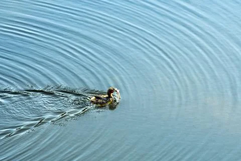 Little Grebe with Catch of Frog Fotos Stock