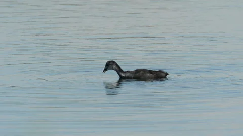 Little Grebe Chick feeding Stock Footage 65806790