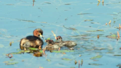 Little Grebe with Chicks Stock-Footage 287988490