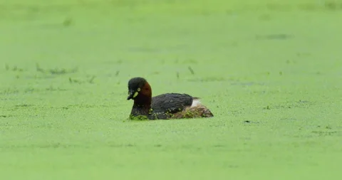 Little grebe diving in a pond full of duckweed Video stock 264008872