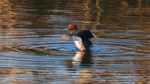 Little Grebe Stock Footage 332058164