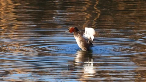 Little Grebe Vidéo 337540908