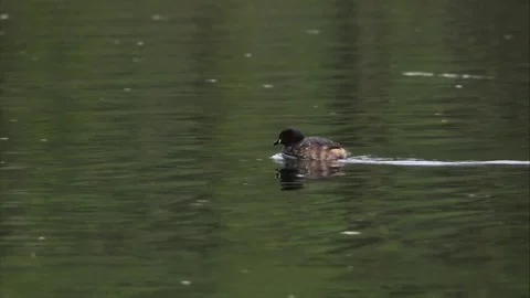 Little grebe on a lake in spring Stock Footage 263876817
