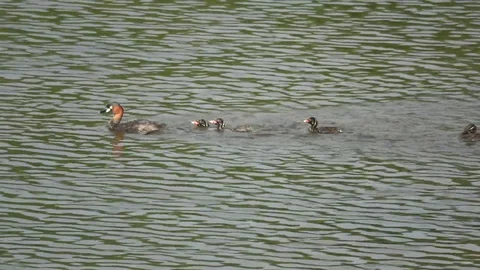 Little Grebe, Malaysia 스톡 동영상 86217432