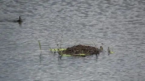 Little Grebe, Malaysia Stock Footage 86217644