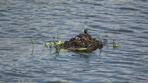 Little Grebe, Malaysia 스톡 동영상 88548533