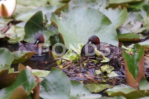 Little grebe at the nest (Tachybaptus ruficollis) Stock Photos